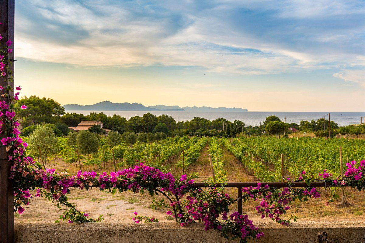 Bodega Conde de Suyrot, Winery in Colonia De Sant Pere