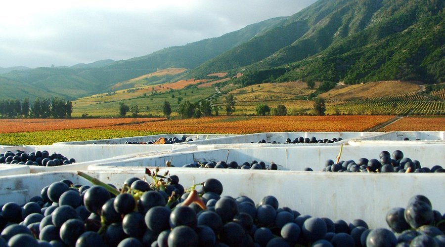 Viña Montes