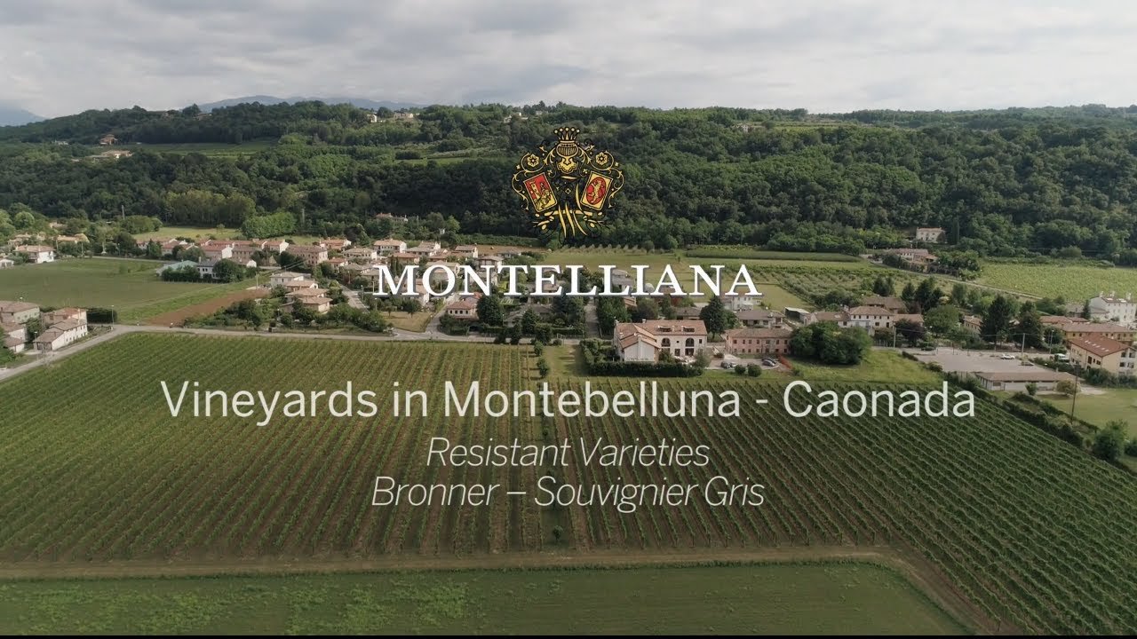 Cantina Montelliana e dei Colli Asolani, Montebelluna, Italy
