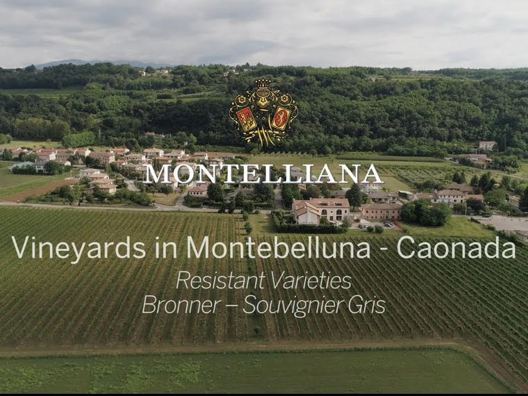 Cantina Montelliana e dei Colli Asolani, Montebelluna, Italy