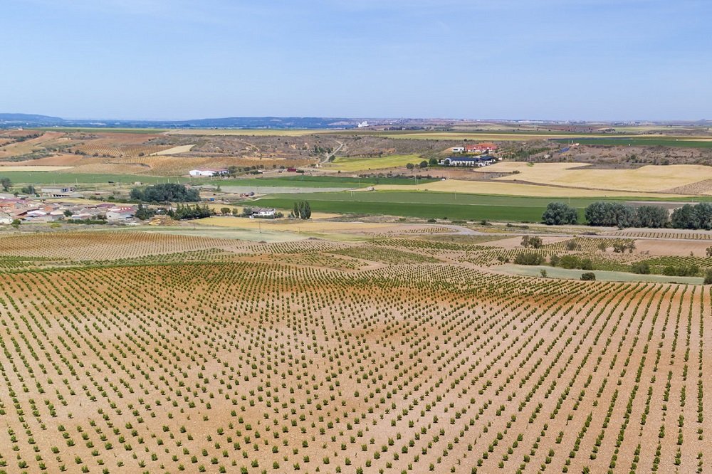 Bodegas y Viñedos Pintia