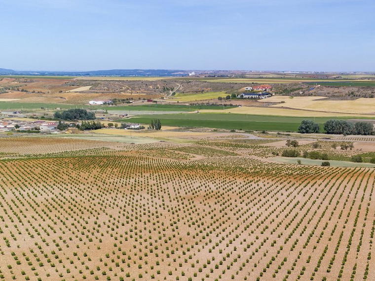 Bodegas y Viñedos Pintia, San Roman De Hornija, Spain