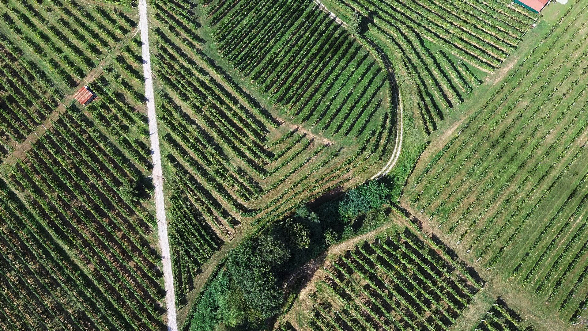 Col Del Balt, Winery in Valdobbiadene
