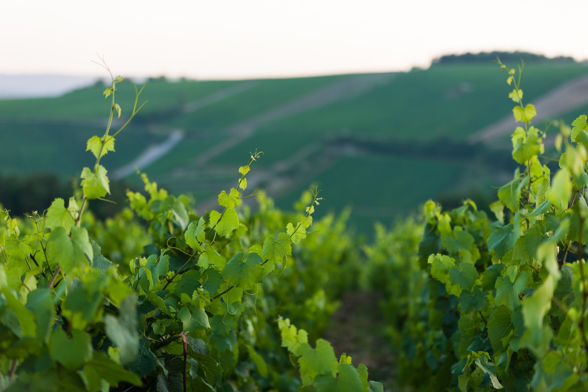 Champagne Vincent Couche