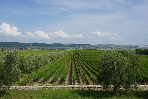 Antico Palmento
