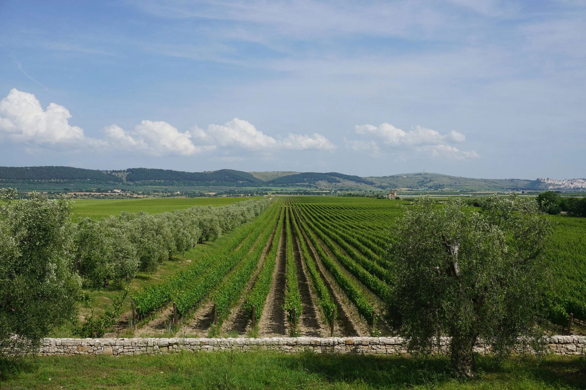 Antico Palmento, Winery in Manduria
