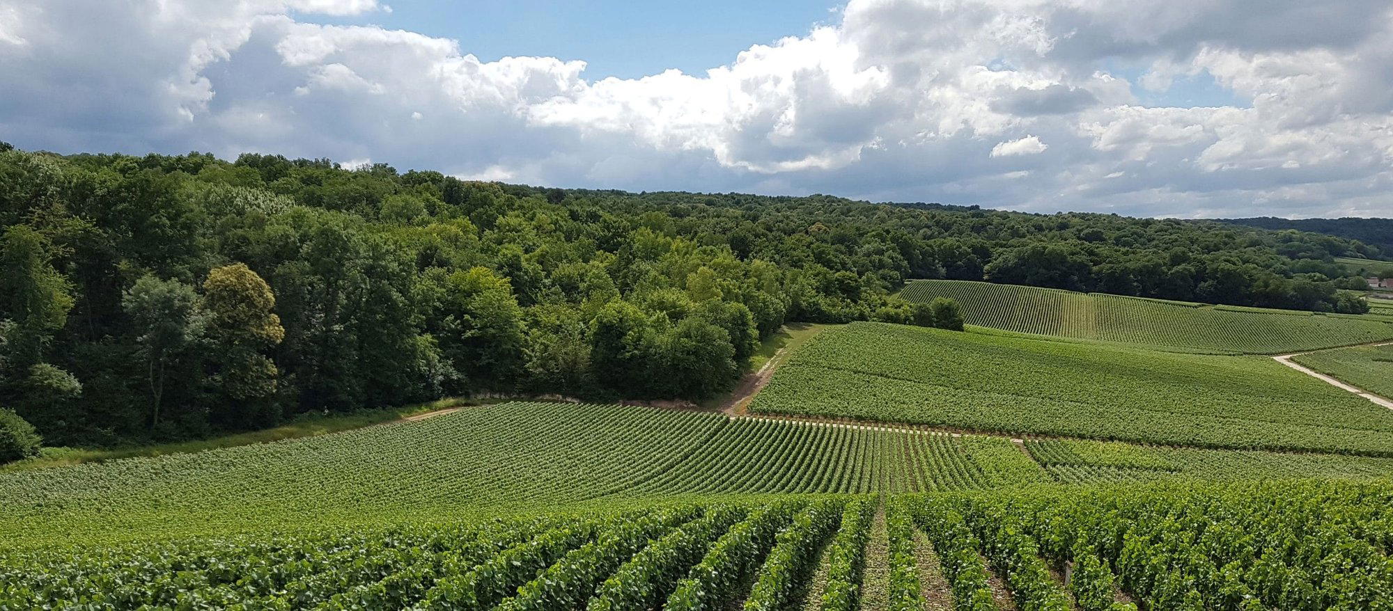 Champagne Forget-Brimont winery in Craon De Ludes, France
