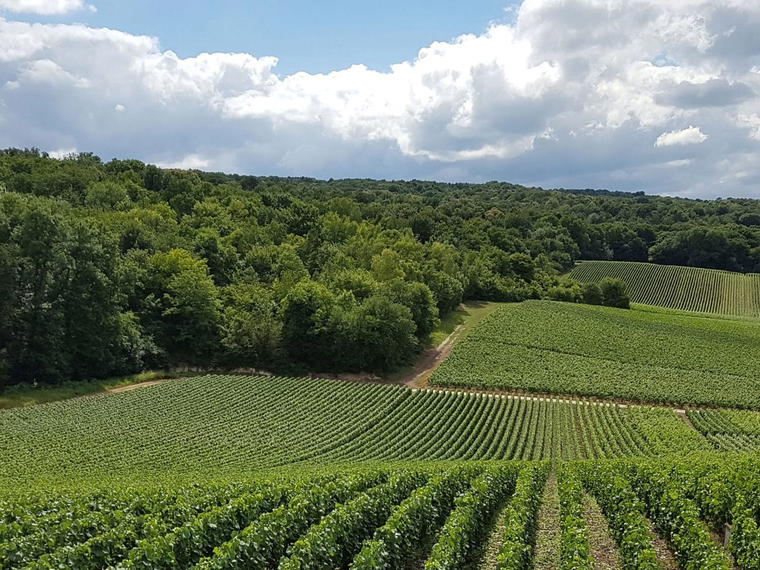 Champagne Forget-Brimont, Craon De Ludes, France