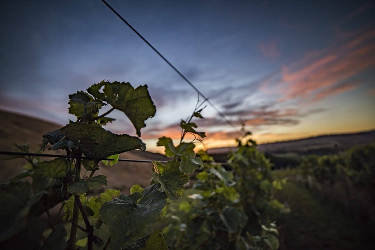 Fancrest Estate, Waipara, New Zealand
