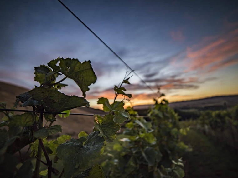 Fancrest Estate, Waipara, New Zealand