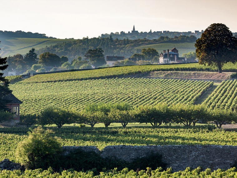 Domaine Jeannin-Naltet, Mercurey, France