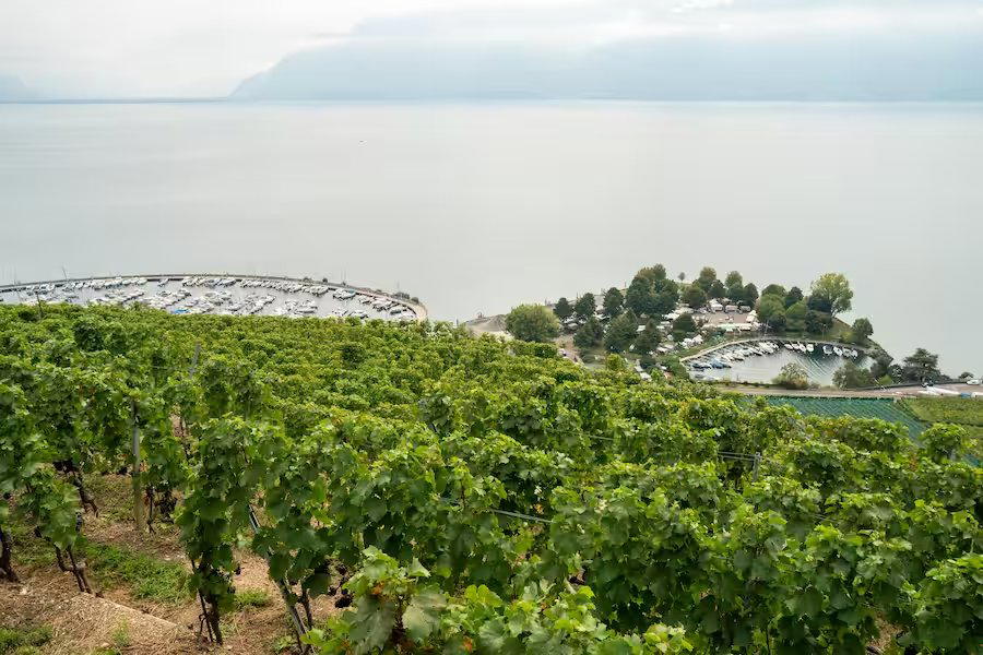 Cave Morel winery in Chardonne