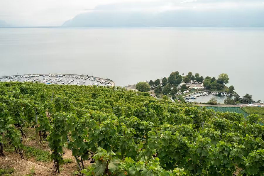 Cave Morel, Winery in Chardonne