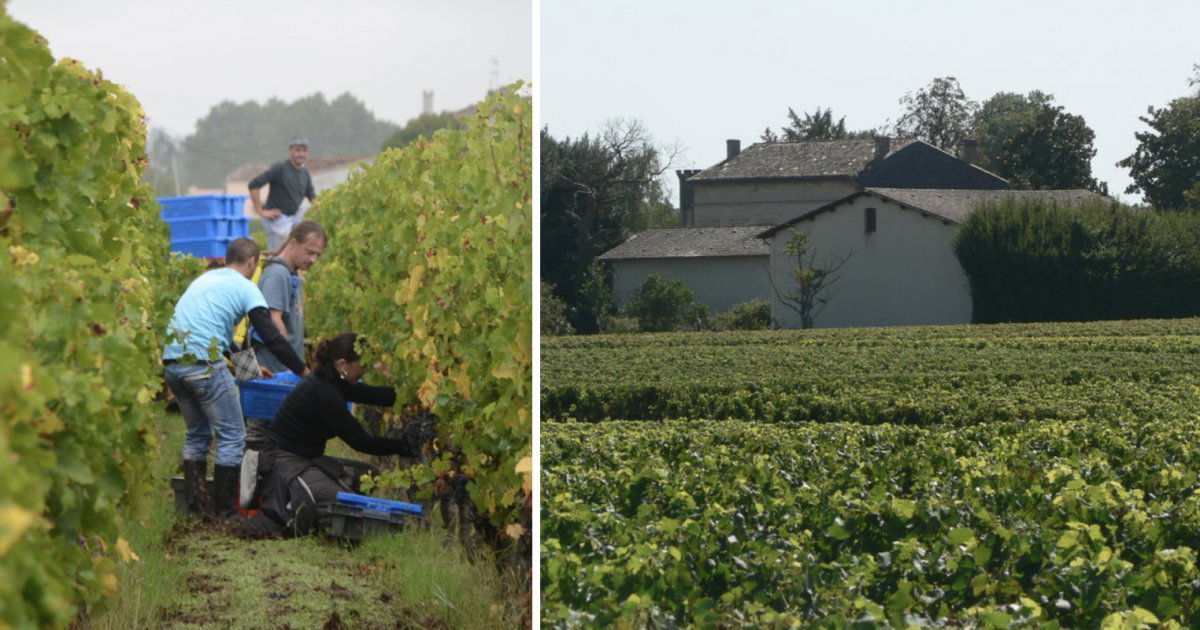 Château Croque Michotte, Winery in Saint-Émilion