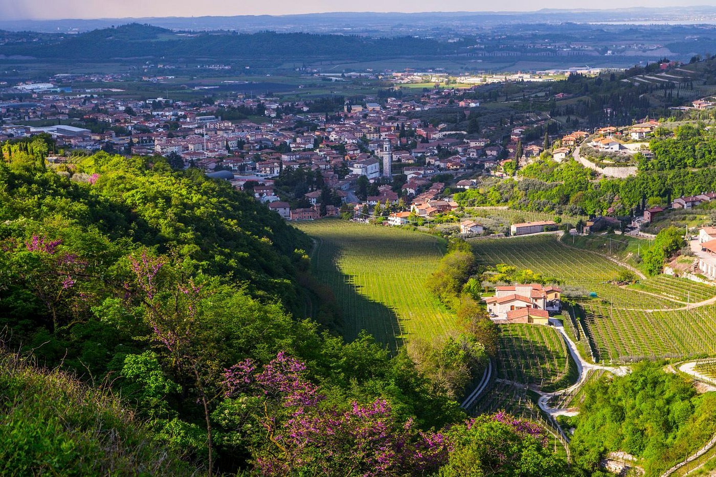 Boscaini Carlo, Sant'Ambrogio di Valpolicella, Italy
