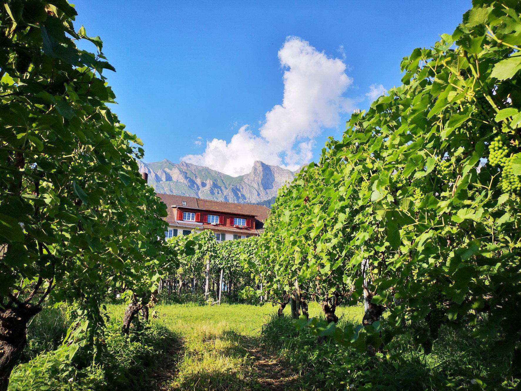 Niederer Wii winery in Maienfeld
