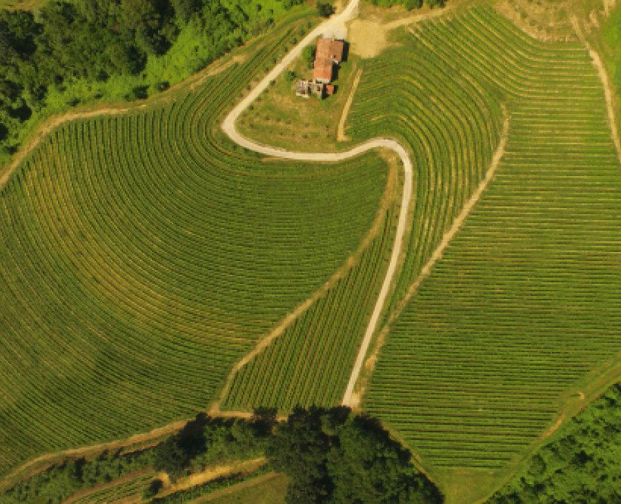 Pitticco winery in Prepotto, Italy