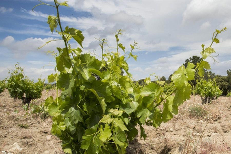 Las Moradas de San Martín winery in San Martin De Valdeiglesias