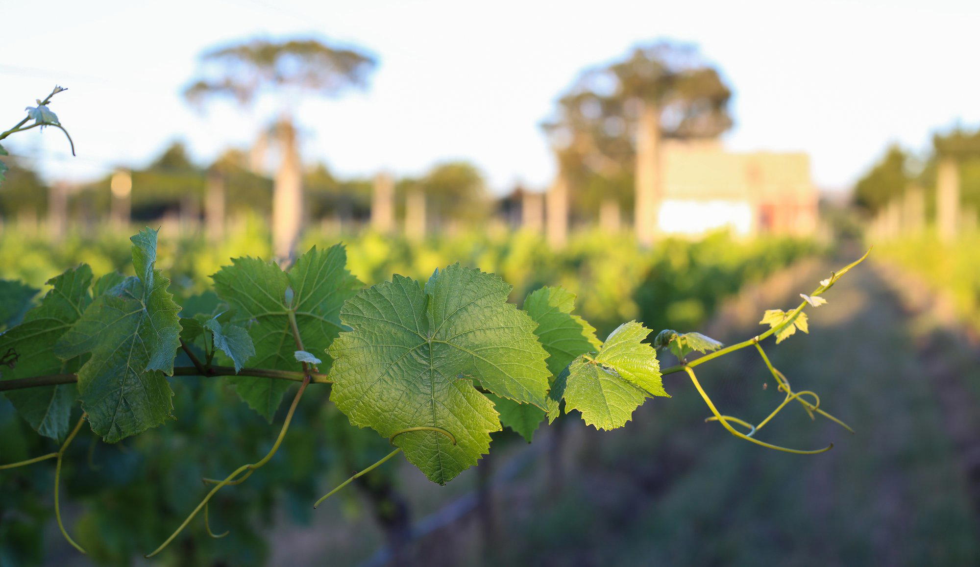 Schubert Wines winery in Martinborough