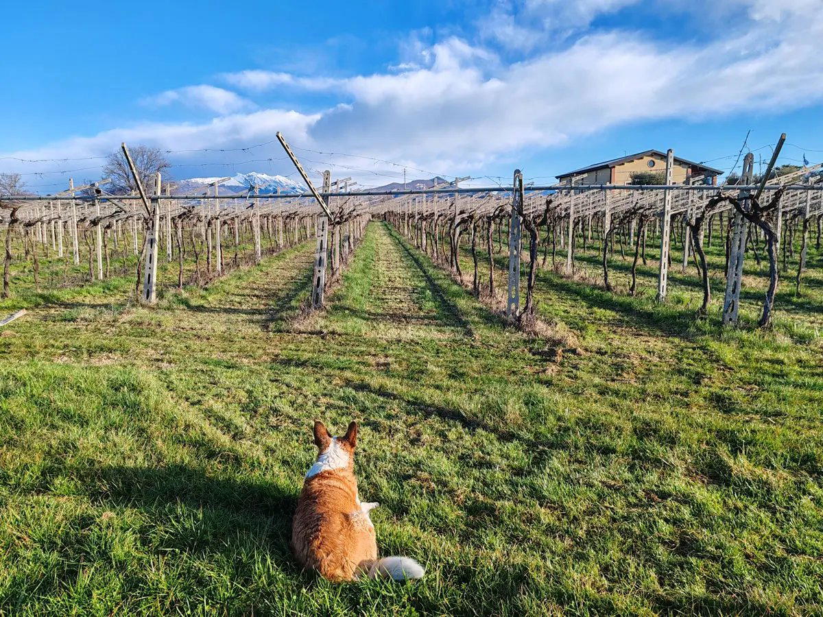 Il Pignetto winery in Bussolengo, Italy