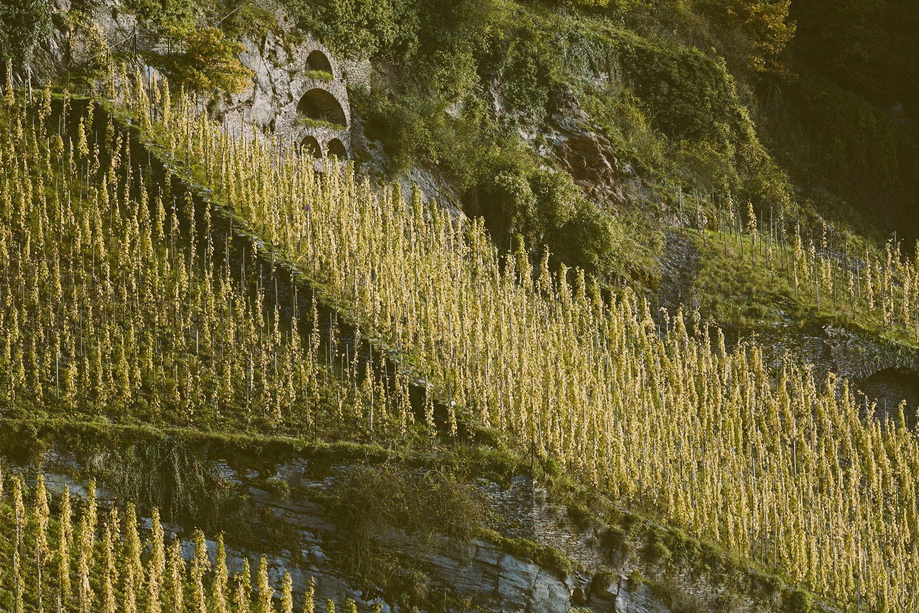 Weingut Vollenweider winery in Traben-Trarbach