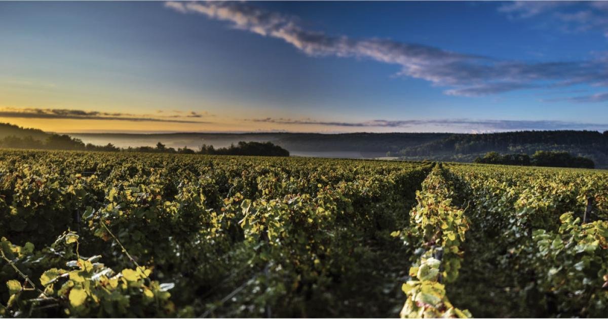 Champagne Vouette & Sorbée, Winery in Buxieres Sur Arce