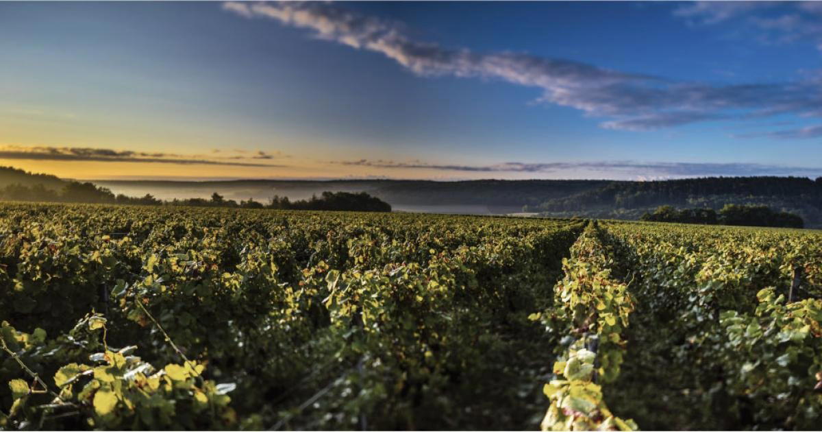 Champagne Vouette & Sorbée winery in Buxieres Sur Arce, France