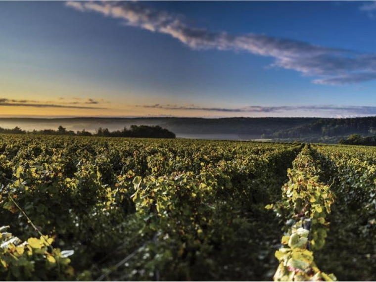 Champagne Vouette & Sorbée, Buxieres Sur Arce, France