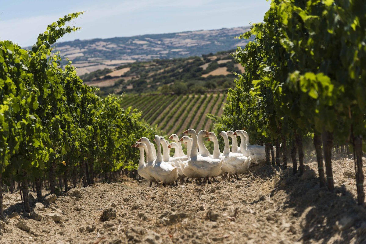 Olianas winery in Gergei, Italy