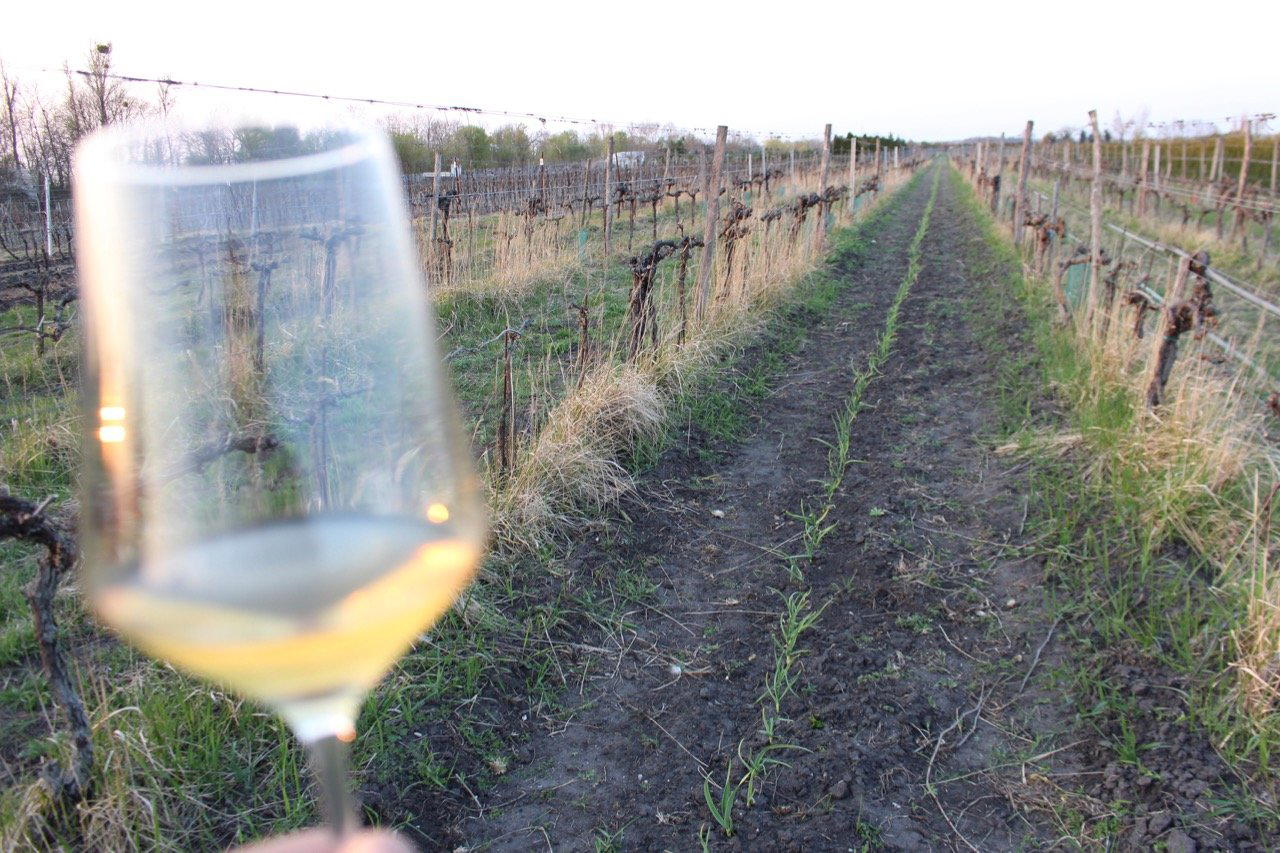 Andert-Wein winery in Pamhagen