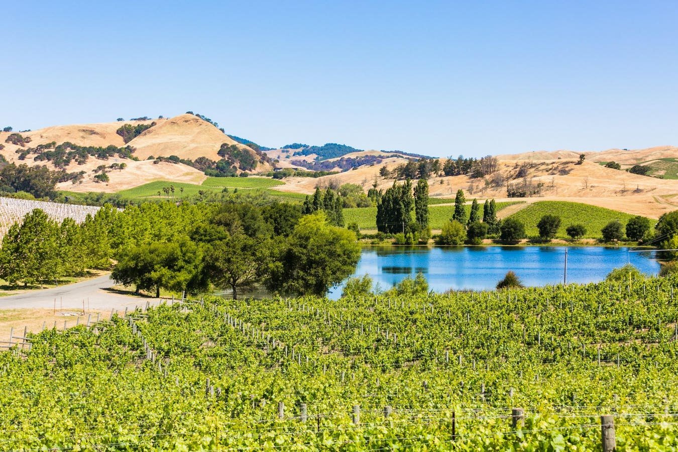 Brandlin, Winery in St. Helena
