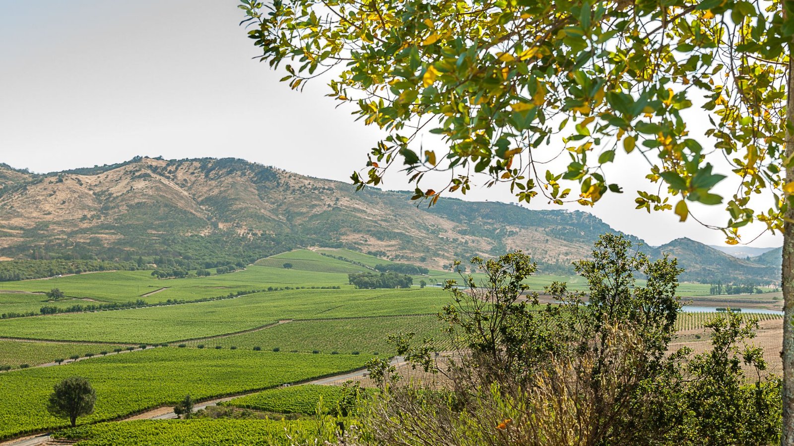 VinRoc winery in Atlas Peak (Napa), United States