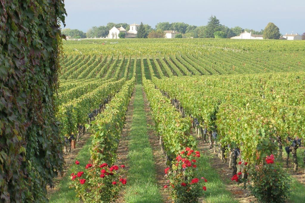 Château Destieux, Winery in Saint Hippolyte