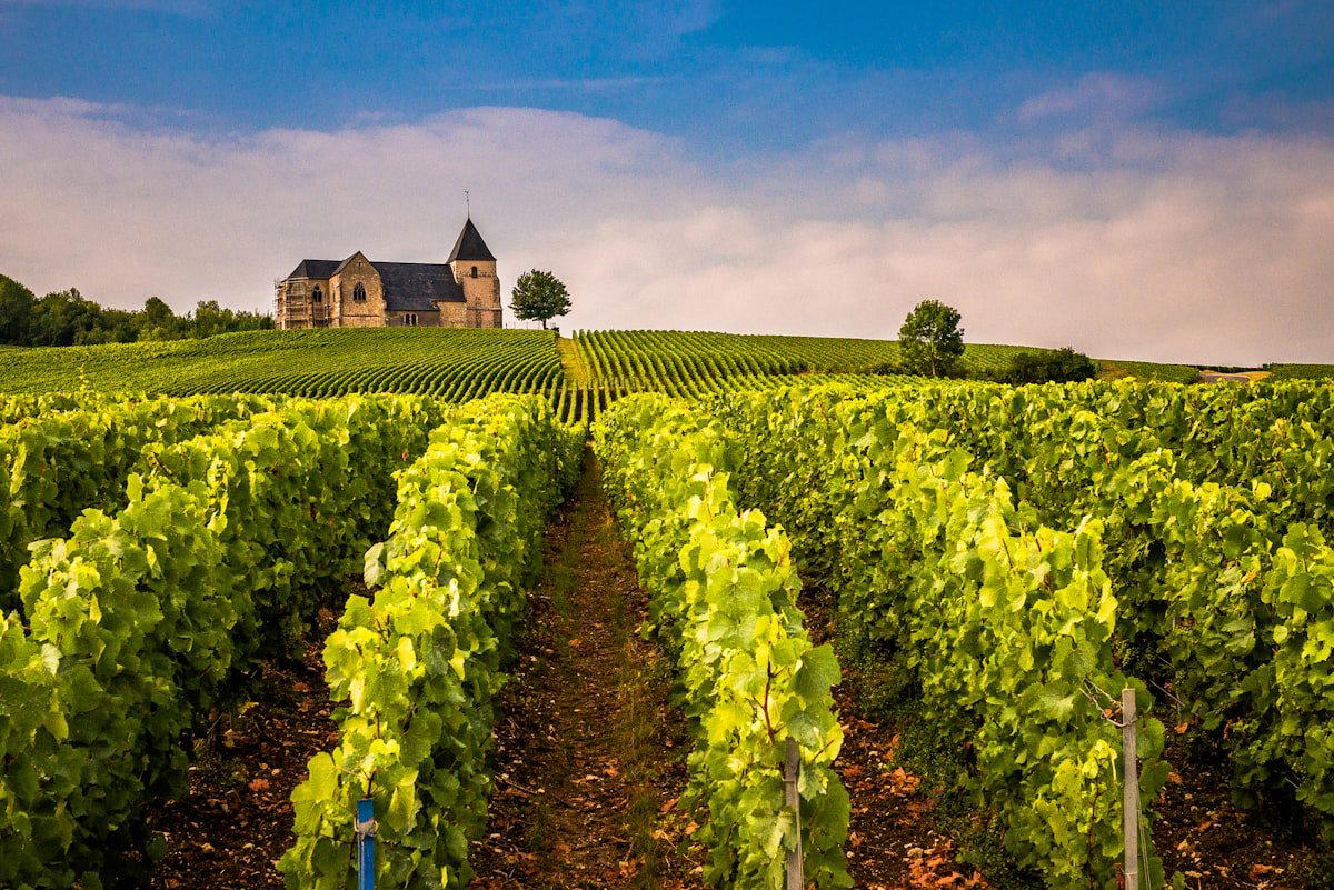 Champagne Pertois-Moriset, Le Mesnil-sur-Oger, France