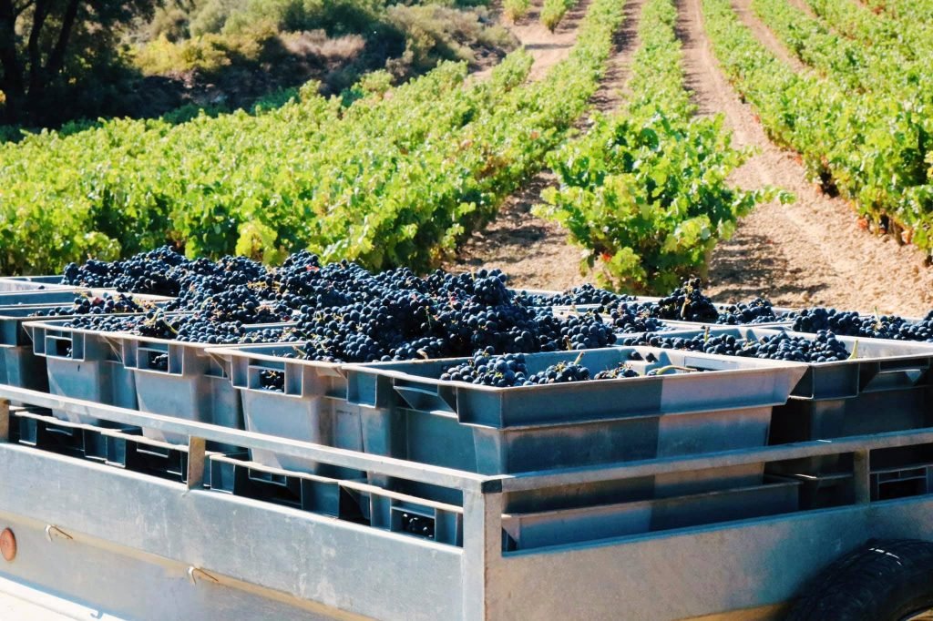 Bodega Contador