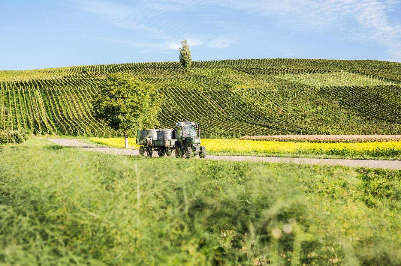 Winzerkeller Auggener Schäf winery in Auggen