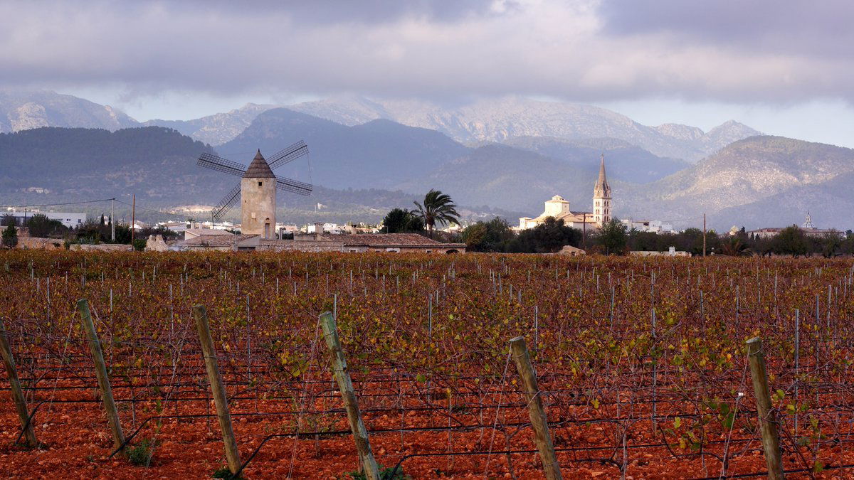 Bodega Ca's Beato, Winery in Capdepera