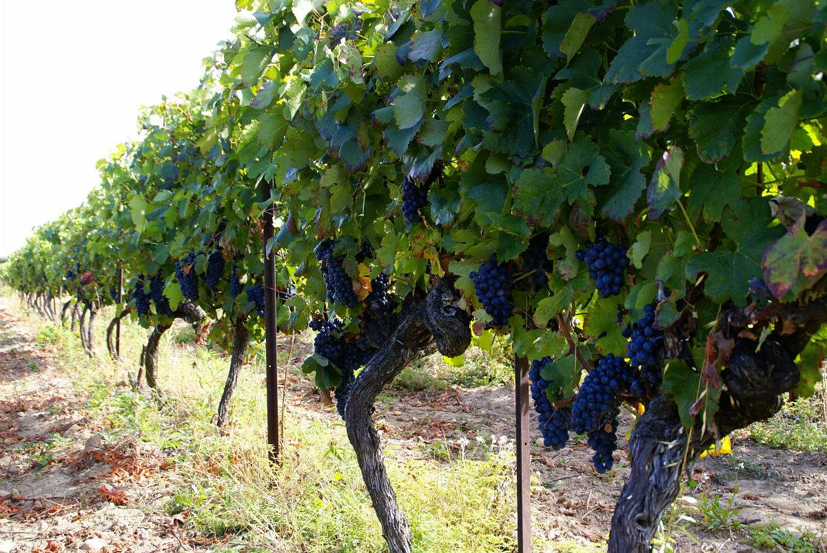 Cave de l'Ormarine winery in Pinet