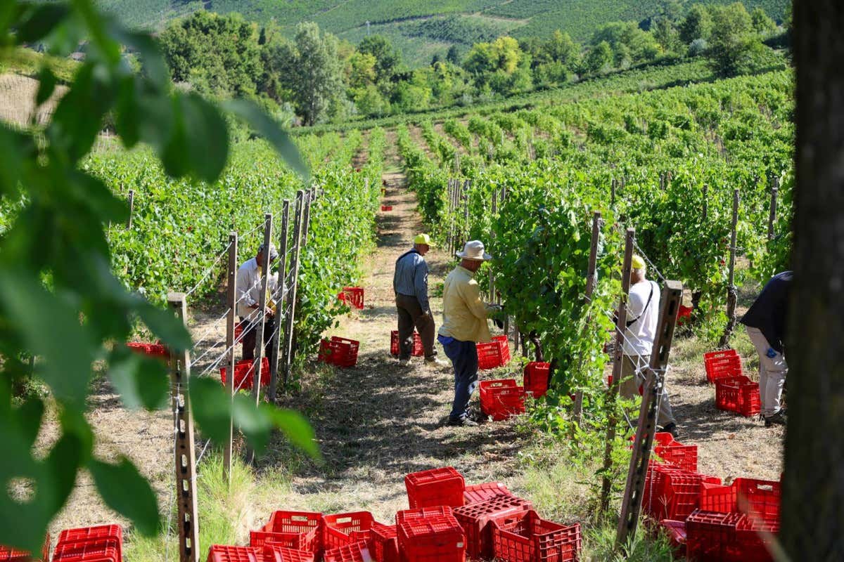 Terre d'Oltrepò winery in Broni