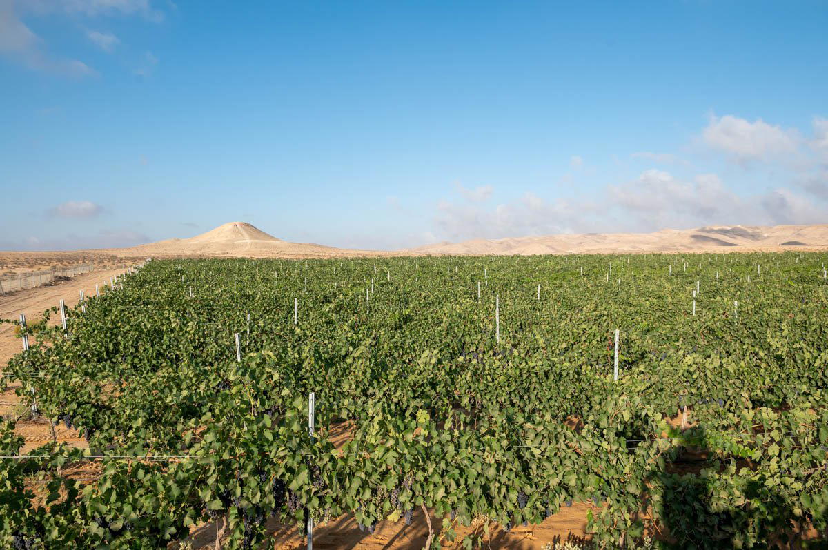 Ramat Negev Winery winery in Kadesh Barnea