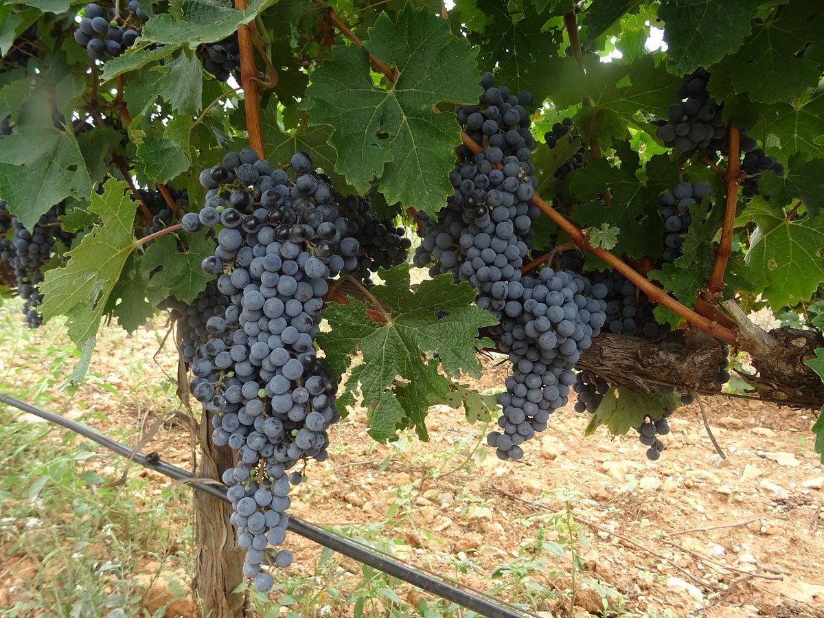 Bodega Les Useres