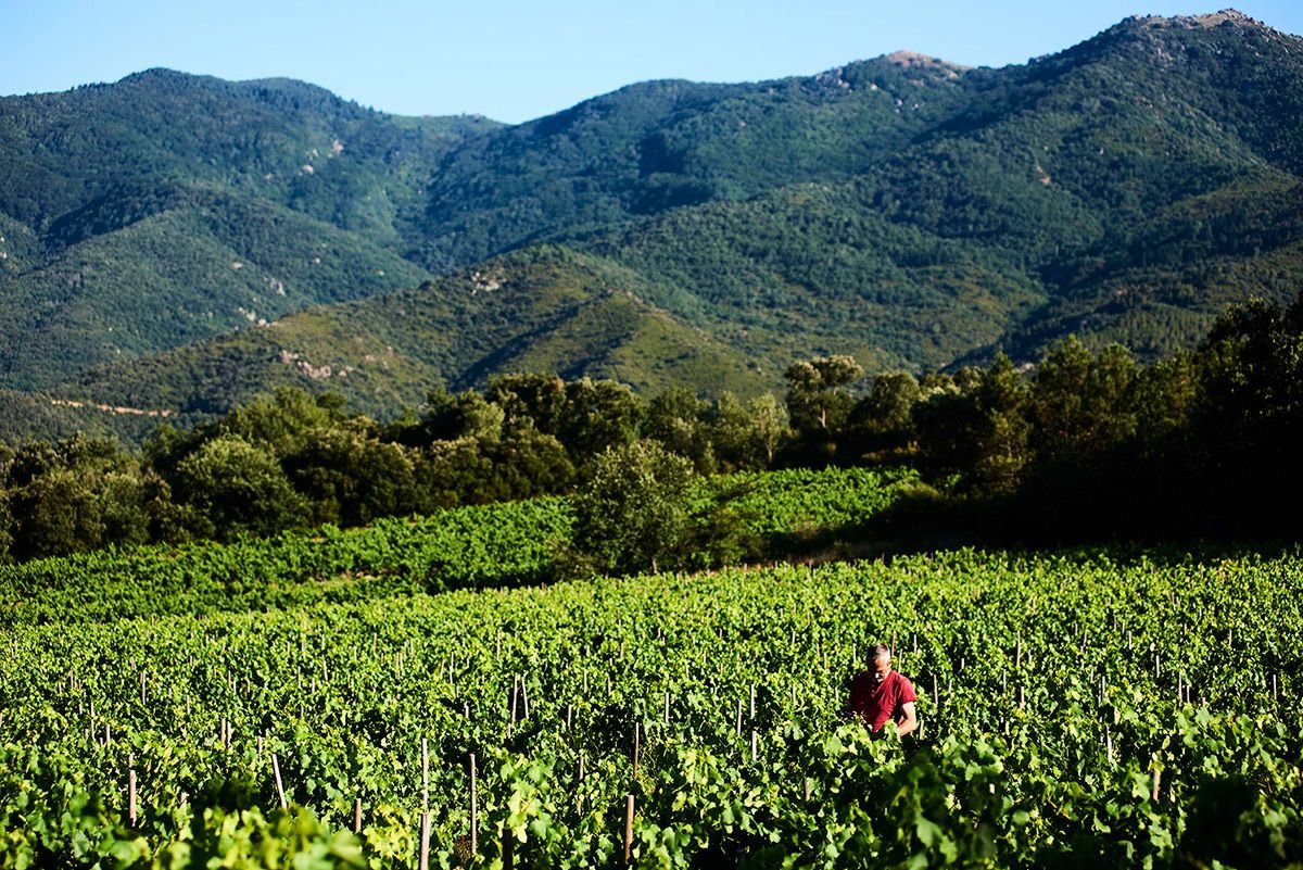 Domaine Les Foulards Rouges, Winery in Montesquieu Des Alberes