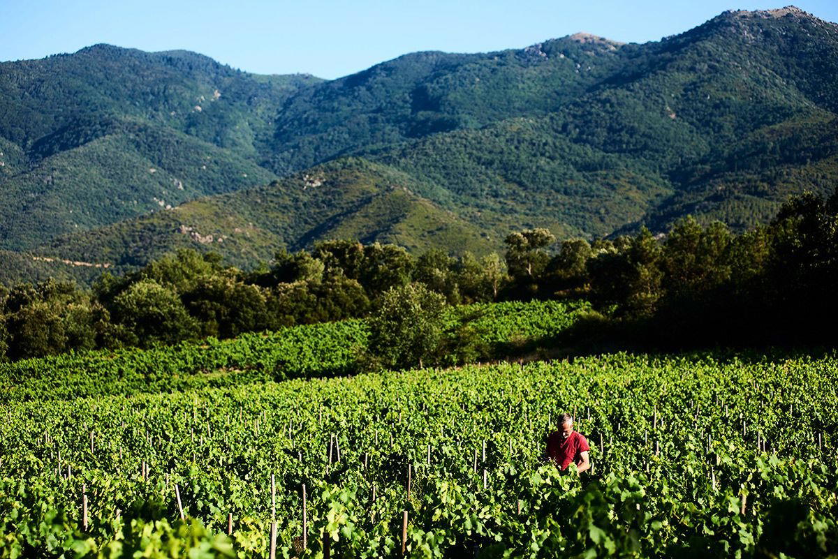 Domaine Les Foulards Rouges winery in Montesquieu Des Alberes
