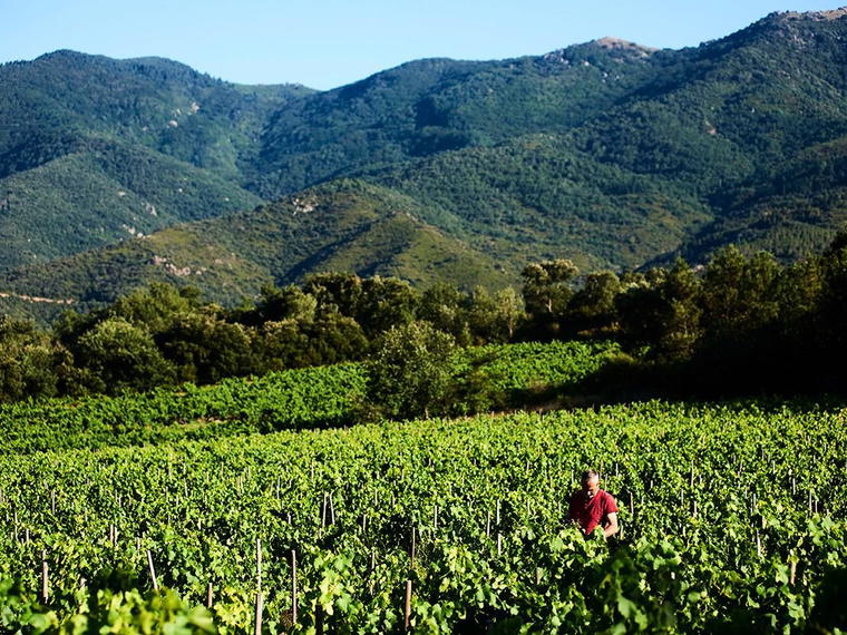 Domaine Les Foulards Rouges, Montesquieu Des Alberes, France