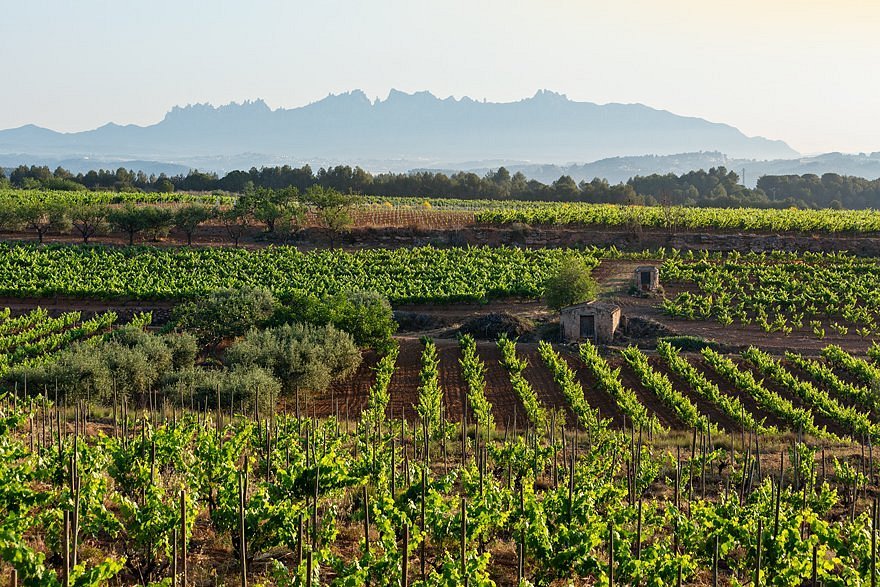 Cava Recaredo, Sant Sadurní d'Anoia, Spain