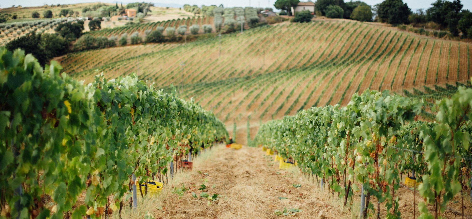 Mantellassi winery in Magliano In Toscana