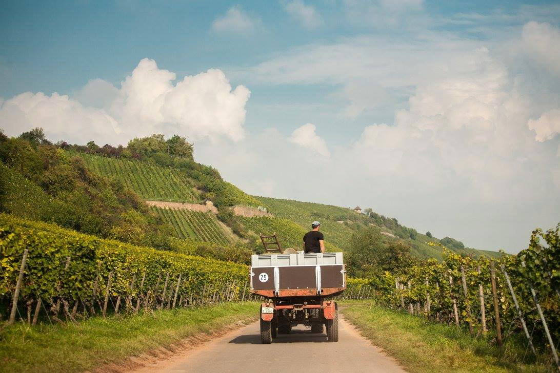 Weingut Rappenhof winery in Alsheim