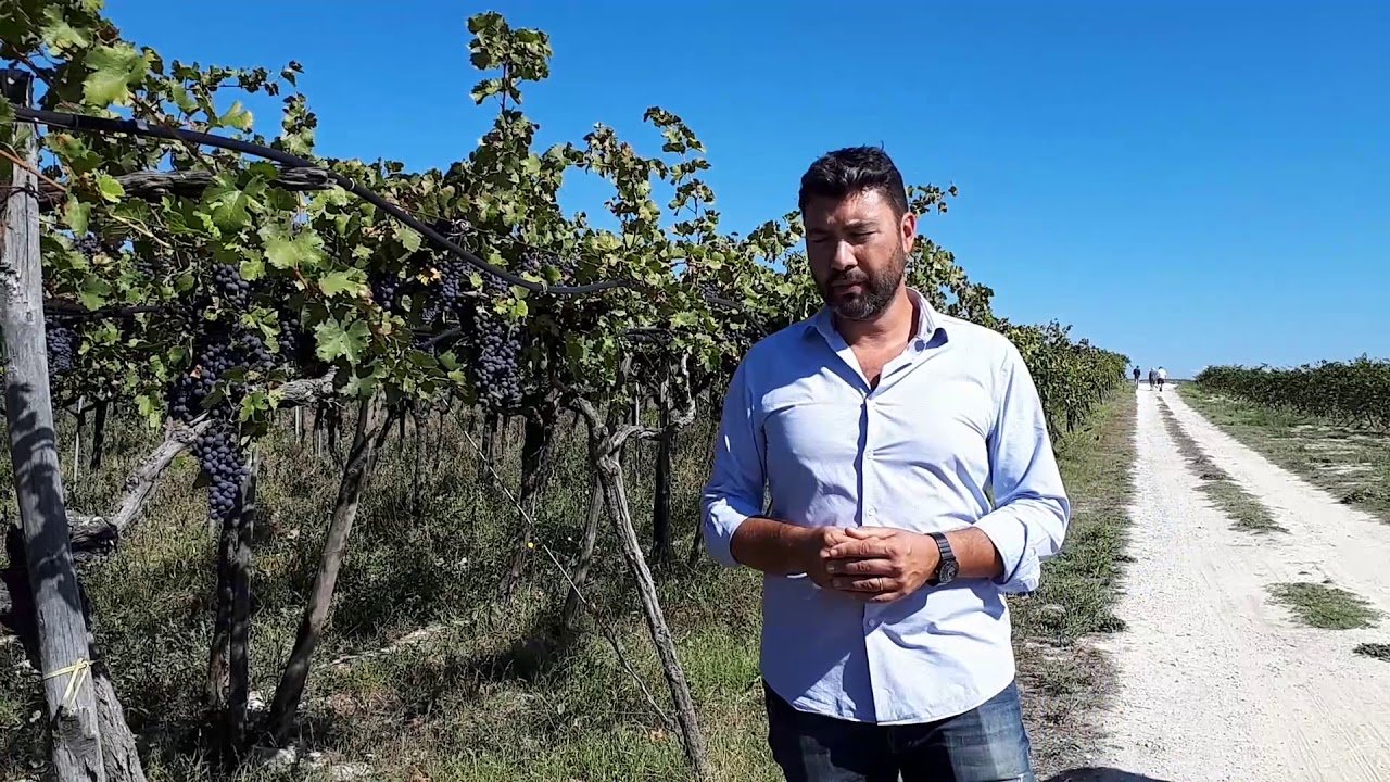 Azienda Agricola Cefalicchio Sarl