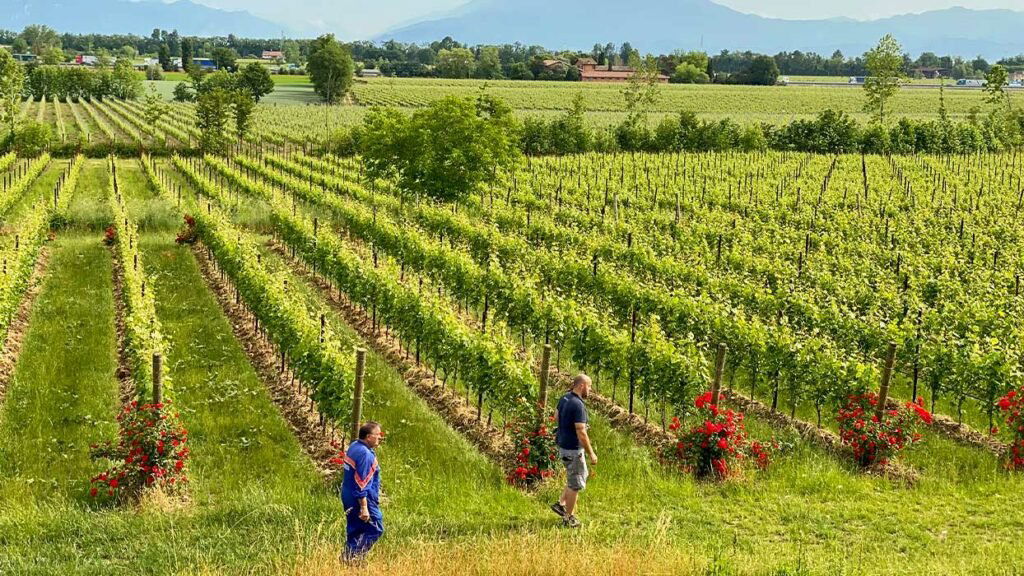 Cantina Saottini, Winery in Lonato Del Garda