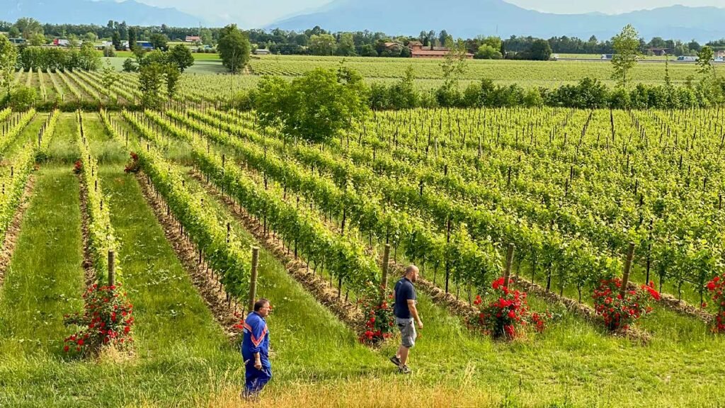 Cantina Saottini, Lonato Del Garda, Italy